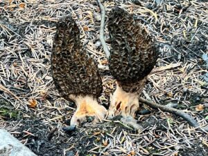 Two morels growing out of a burned forest floor.