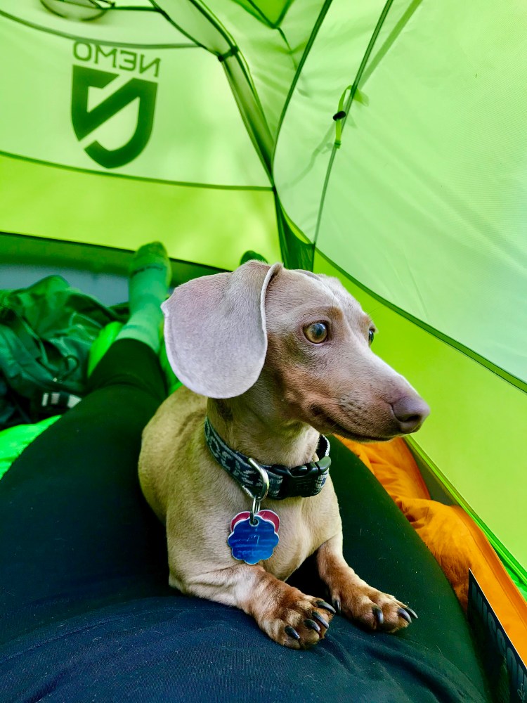 Inside of a green Nemo Dagger tent. A person is lying down and all you can see if her legs. She's wearing black leggings and socks. Sitting on her legs is an Isabella colored dachshund staring out the tent door. If you take dogs, save weight by having them pack their own gear (unless they're small).