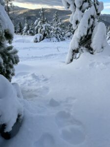 Tracks in the snow through the forest.
