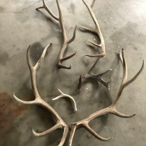Multiple elk and deer shed antlers lying on a cement floor.