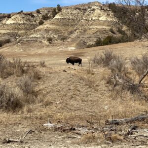 Bison bull in Theodore Roosevelt National Park.