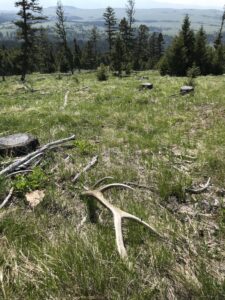 An elk shed antler lying in the green grass.