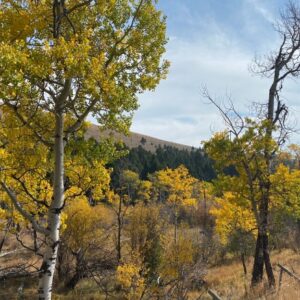 Trees in the mountains with yellow, green, and orange leaves.