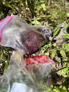 Plastic bags full of huckleberries sit in the grass.
