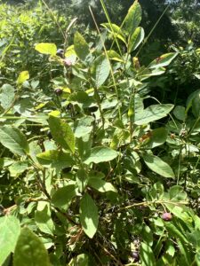 A huckleberry bush with light green leaves and purple huckleberries. Huckleberry picking is tons of fun!