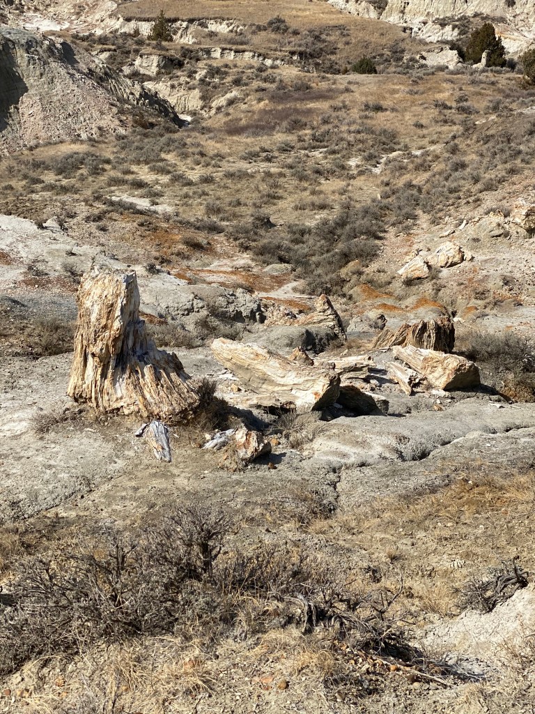Petrified stumps and trees in the South Petrified Forest in Theodore Roosevelt National park