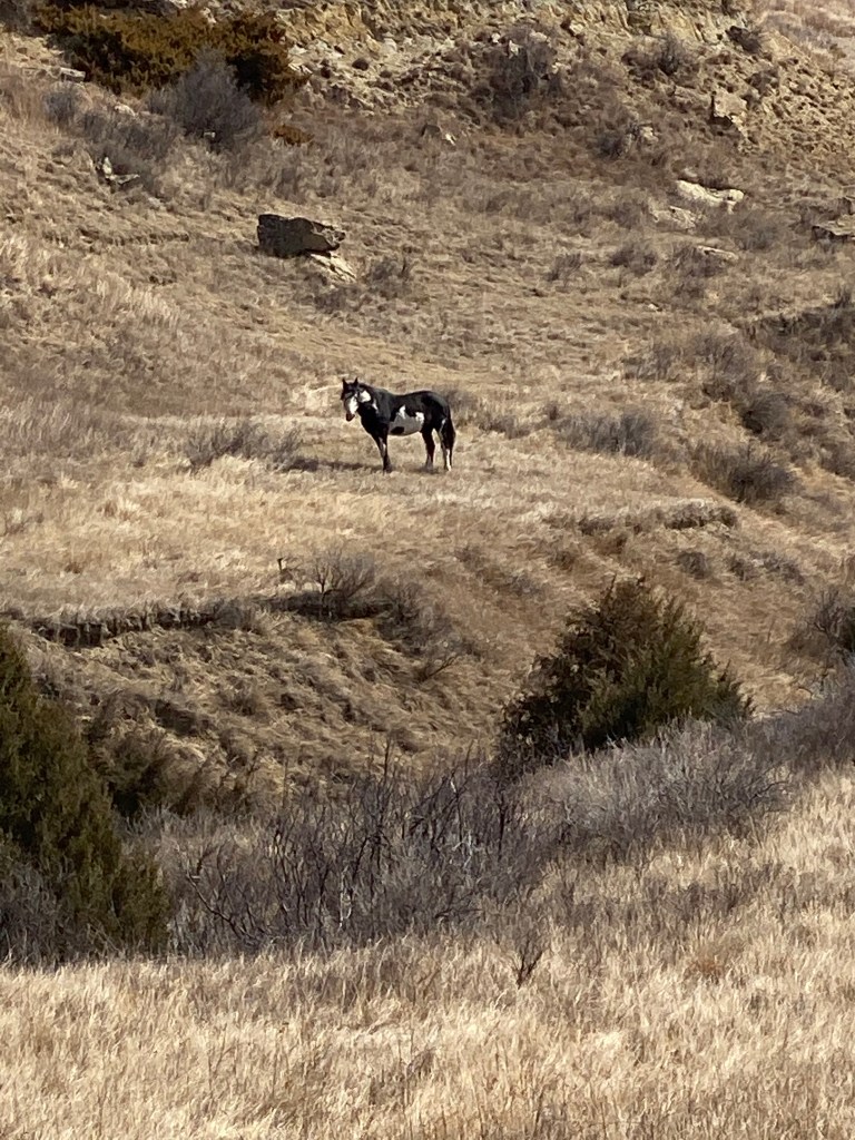 Black and white paint stallion in Theodore Roosevelt National Park.