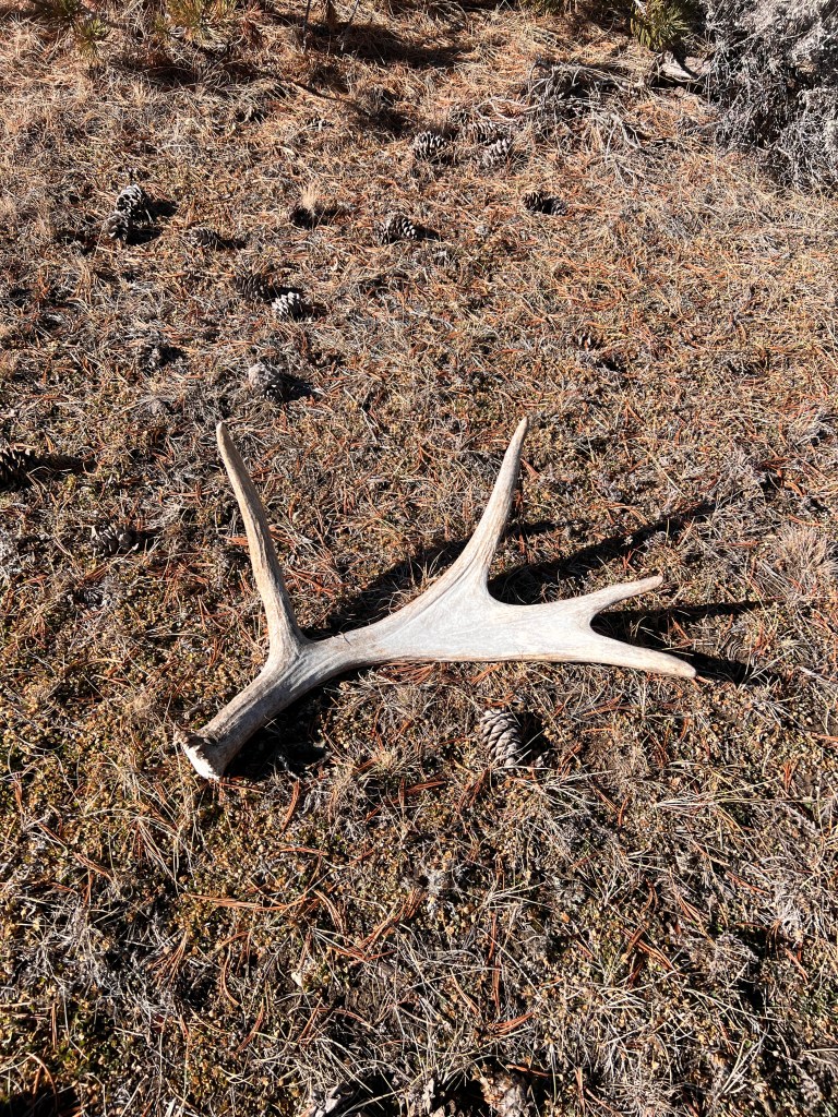 Moose shed antler lying in the dirt.