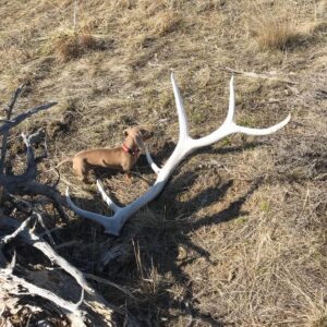 Isabella colored dachshund standing next to a big, bleached elk shed found while shed hunting.