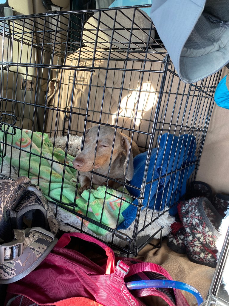 Isabella colored dachshund in a crate in the back seat of a truck.