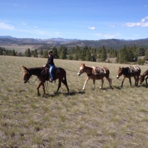A rider on a mule leading several pack mules across an open prairie.