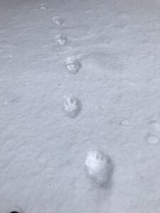 Wolf tracks in the snow with a human handprint next to them for comparison.