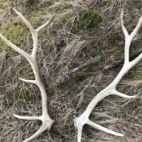 Shed Hunting: How to Find&nbsp;Antlers