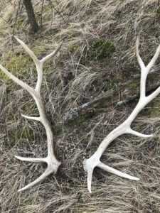 A pair of elk antlers lying in the grass.